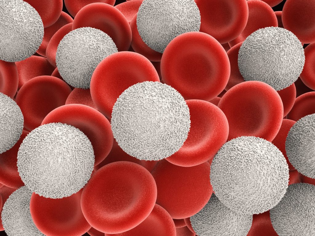 leucocitos - Ambar Lab
